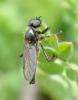 Bibio lanigerus